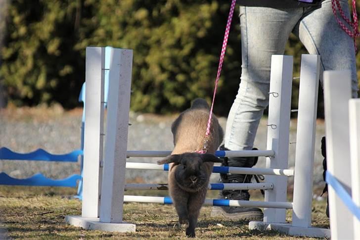 Kanin Hønsehusets Prazo Oneida - Foto: Sofie N billede 5