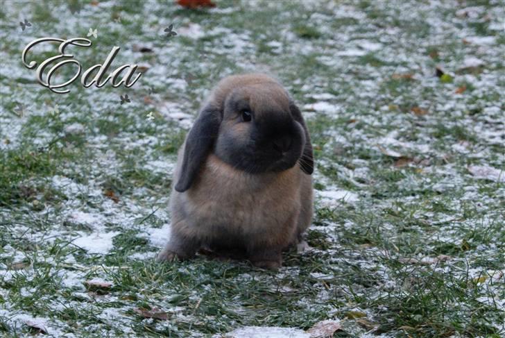 Kanin Hønsehusets Prazo Oneida - Foto: mig billede 6