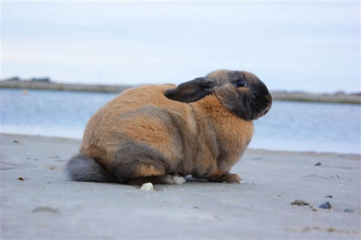 Kanin Hønsehusets Prazo Oneida - Foto: Mig billede 7