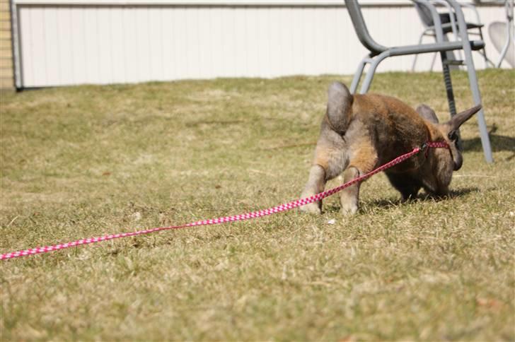 Kanin Hønsehusets Prazo Oneida billede 8