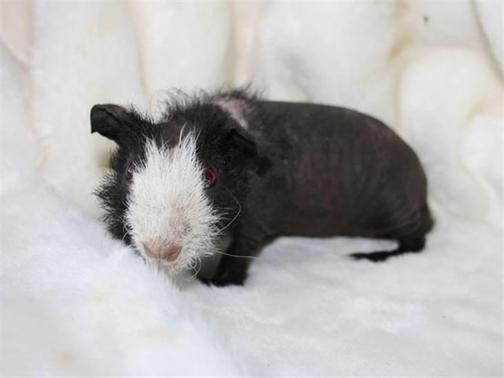 Marsvin Little Fighter billede 6