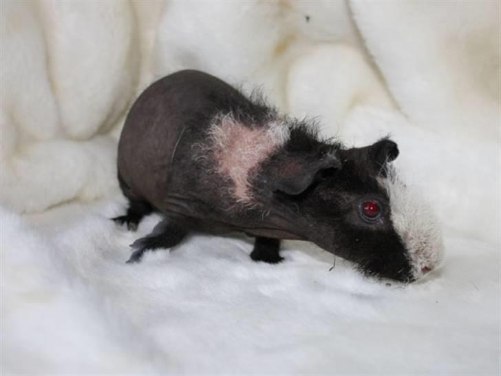 Marsvin Little Fighter billede 7