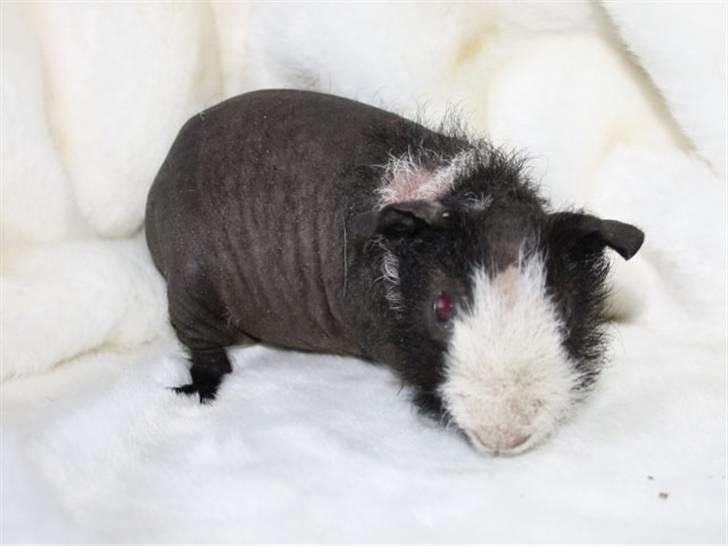 Marsvin Little Fighter billede 8