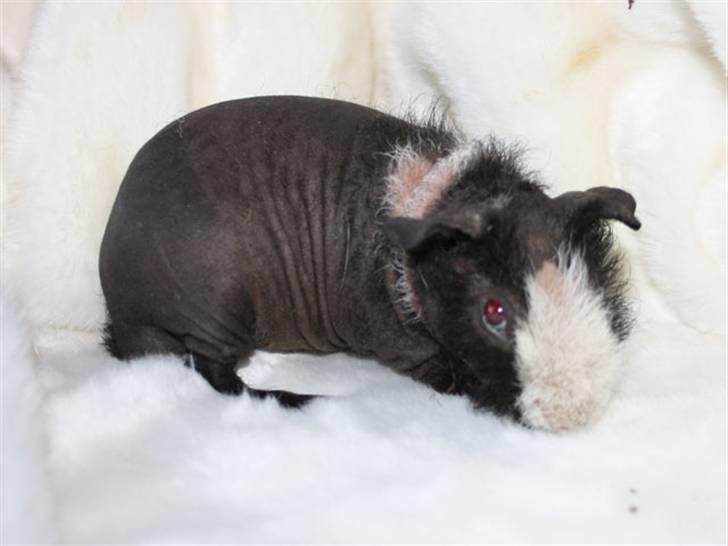 Marsvin Little Fighter billede 9