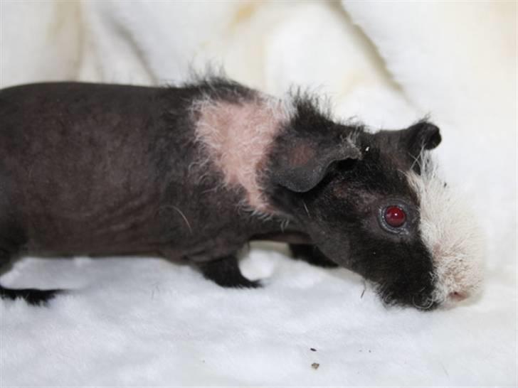 Marsvin Little Fighter billede 10