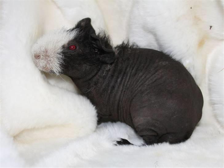 Marsvin Little Fighter billede 11