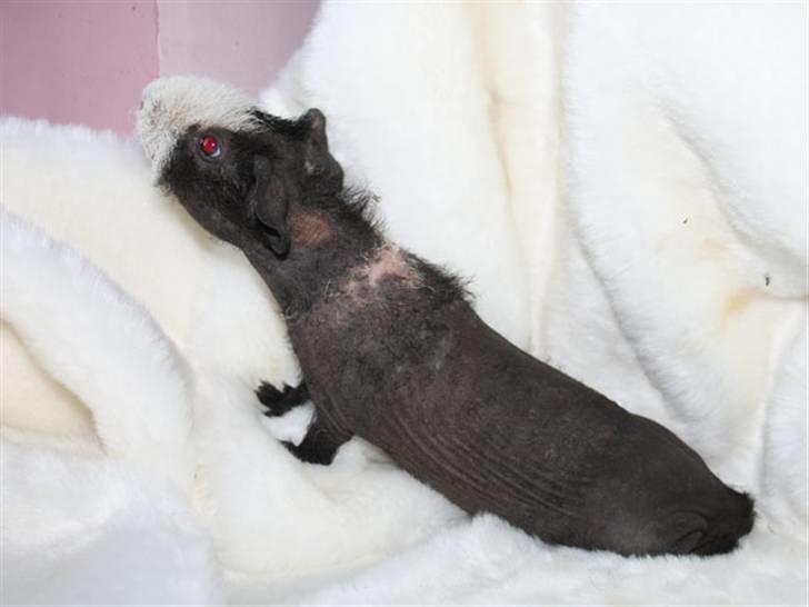 Marsvin Little Fighter billede 12