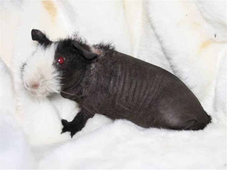 Marsvin Little Fighter billede 13