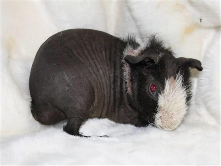 Marsvin Little Fighter billede 14