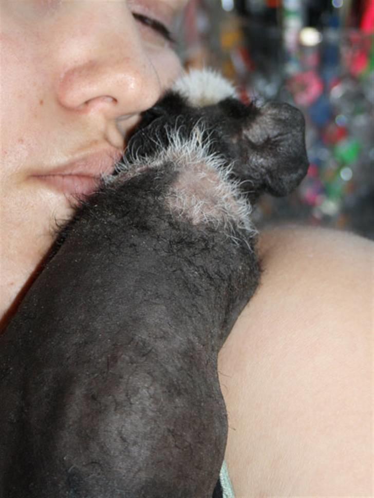 Marsvin Little Fighter billede 15