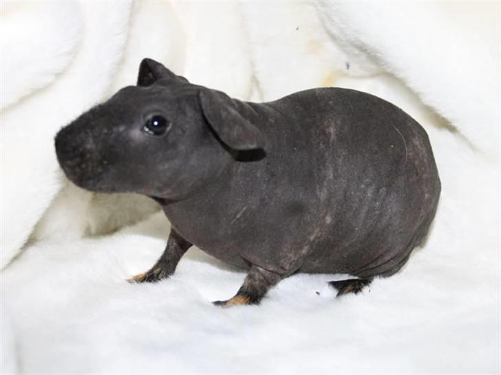 Marsvin Barnabás / Baba billede 7