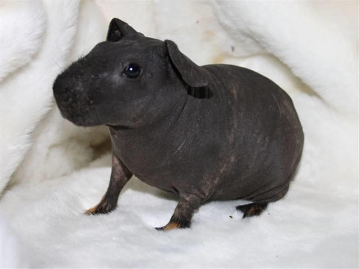 Marsvin Barnabás / Baba billede 9