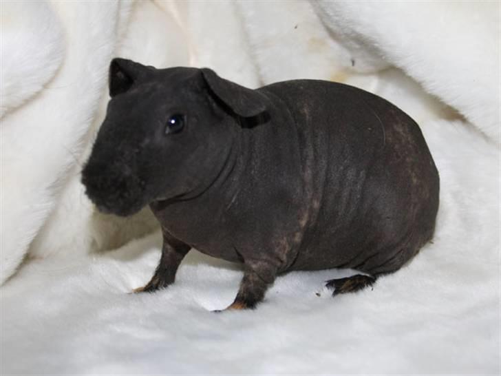 Marsvin Barnabás / Baba billede 10