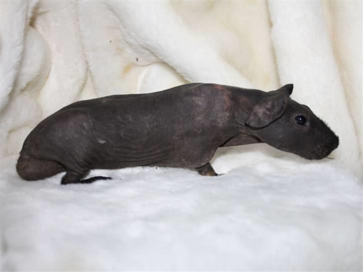 Marsvin Barnabás / Baba billede 11