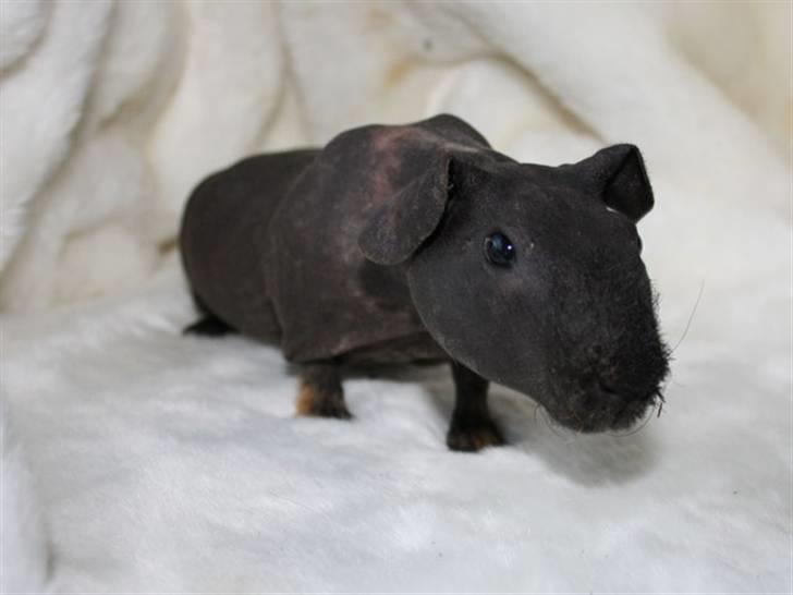 Marsvin Barnabás / Baba billede 12