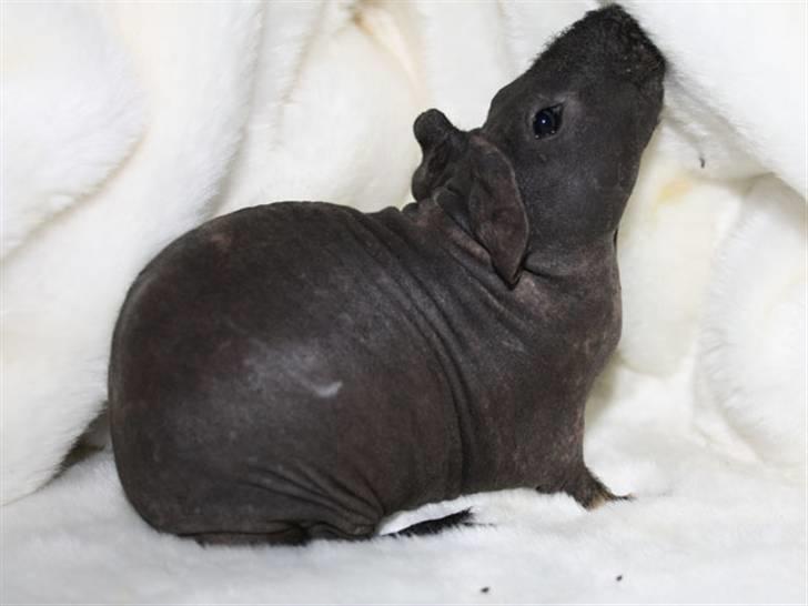 Marsvin Barnabás / Baba billede 13