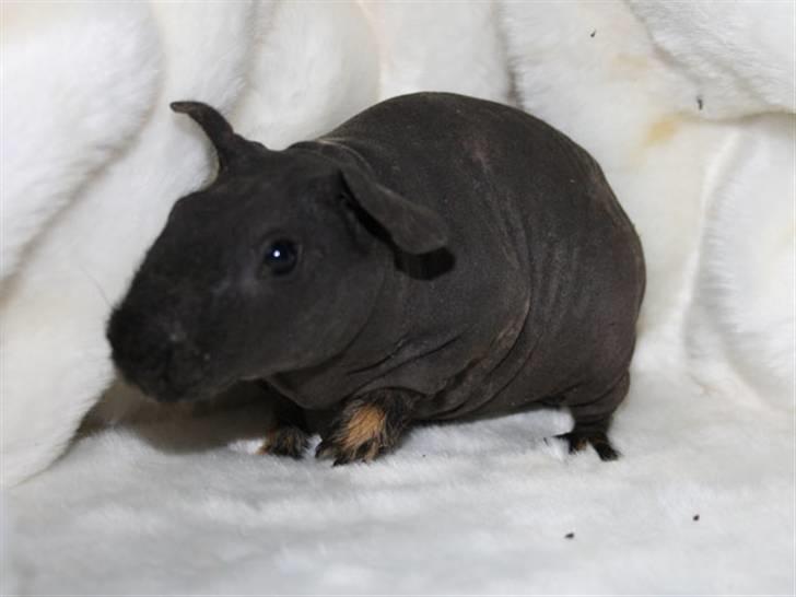 Marsvin Barnabás / Baba billede 14