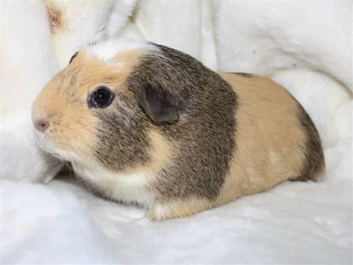 Marsvin Filur billede 9