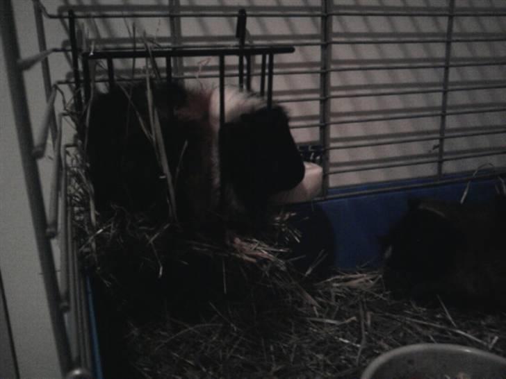 Marsvin Saga - 3½ uge gammel.. jeg tester den lille høhæk :) billede 14