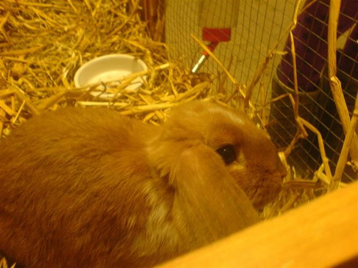 Kanin Grundet Bakkes Estella billede 6