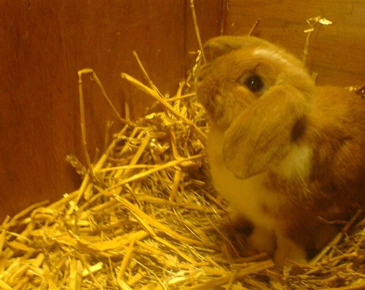 Kanin Grundet Bakkes Estella billede 7