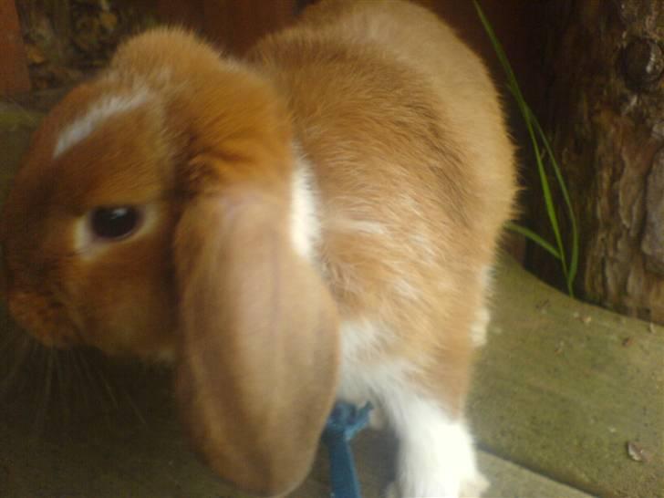 Kanin Grundet Bakkes Estella billede 8