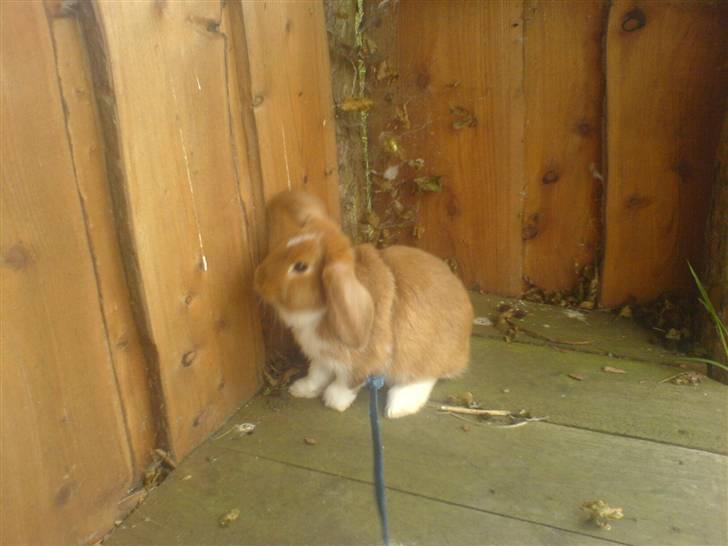 Kanin Grundet Bakkes Estella billede 9