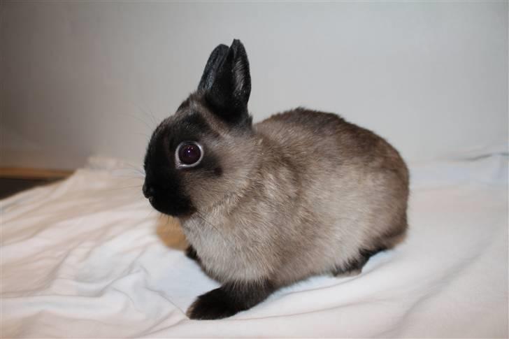 Kanin Mercedes "Hermelin" *SOLGT* billede 1