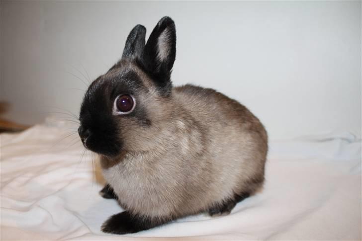 Kanin Mercedes "Hermelin" *SOLGT* billede 2