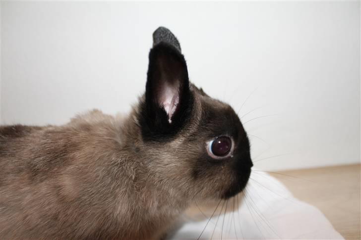 Kanin Mercedes "Hermelin" *SOLGT* - Nysgerrig - hvem mig? billede 3