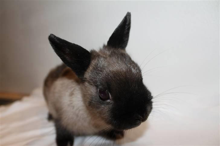 Kanin Mercedes "Hermelin" *SOLGT* billede 4