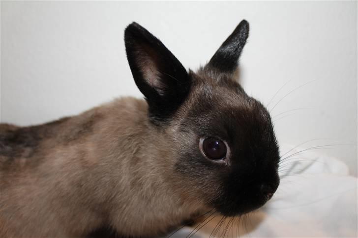 Kanin Mercedes "Hermelin" *SOLGT* - Mon der er noget spændende herovre? billede 5