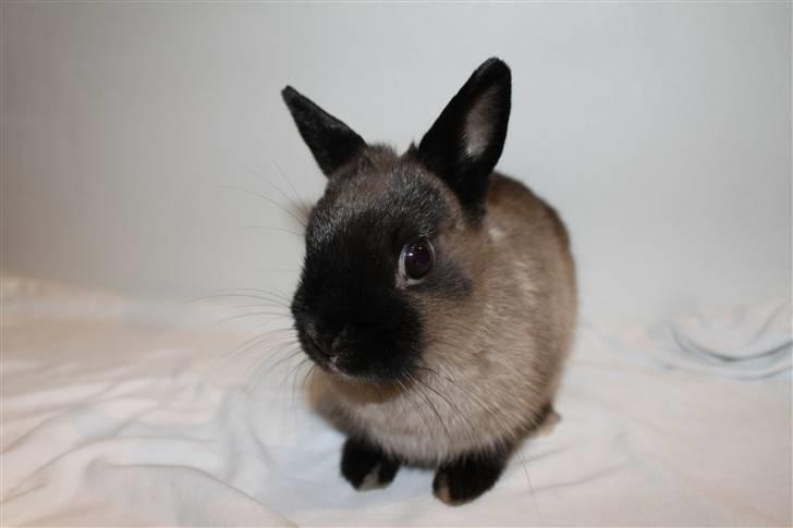 Kanin Mercedes "Hermelin" *SOLGT* billede 6