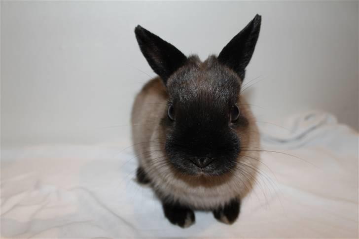 Kanin Mercedes "Hermelin" *SOLGT* billede 7