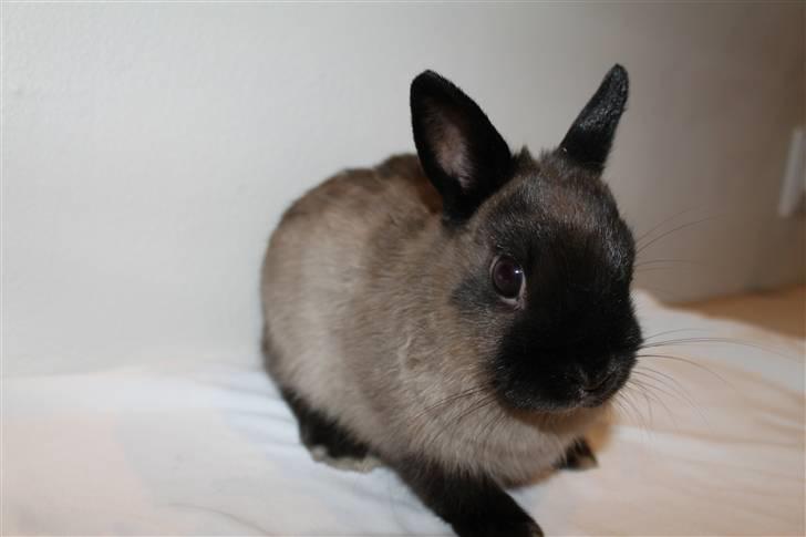 Kanin Mercedes "Hermelin" *SOLGT* billede 8