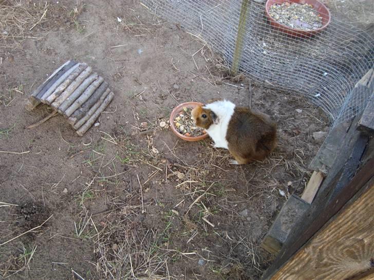 Marsvin Pjevs R.I.P :'( billede 8