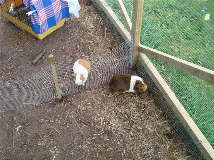 Marsvin Pjevs R.I.P :'( billede 9