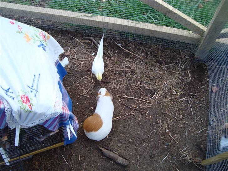 Marsvin Putte R.I.P :'( billede 9