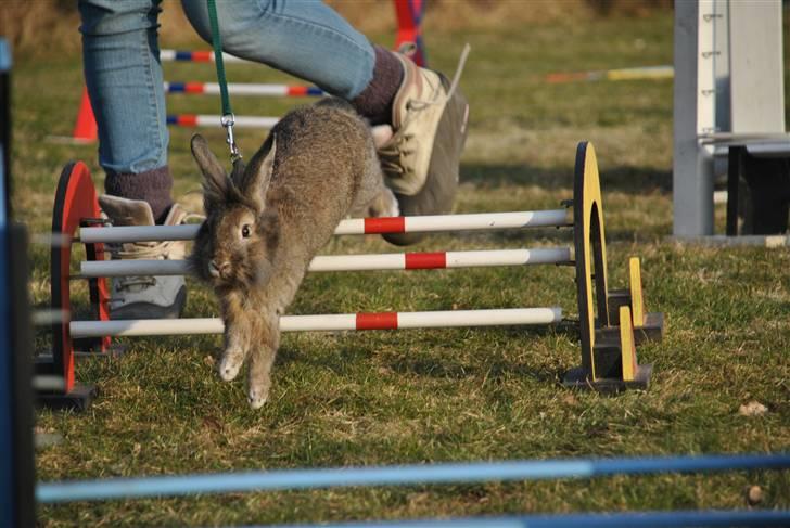 Kanin Doug's Nimbus  - NYT * Let kroget hos nanna  :) - han tog det så flot | Foto: Tanja  billede 7