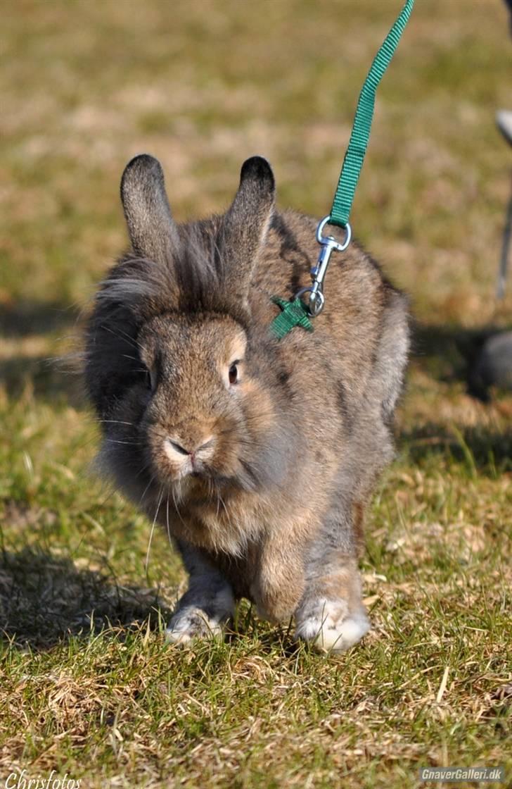 Kanin Doug's Nimbus  - NYT * Runner! :) | Foto: Chris billede 8