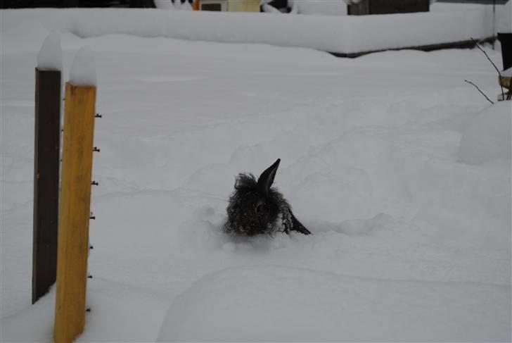 Kanin Doug's Nimbus  - Uha der er meget sne :D  billede 10