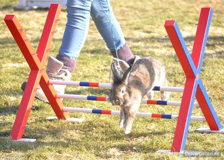Kanin Doug's Nimbus  - NYT*Bissen i let Kroget hos Nanna |Foto: Chris billede 15