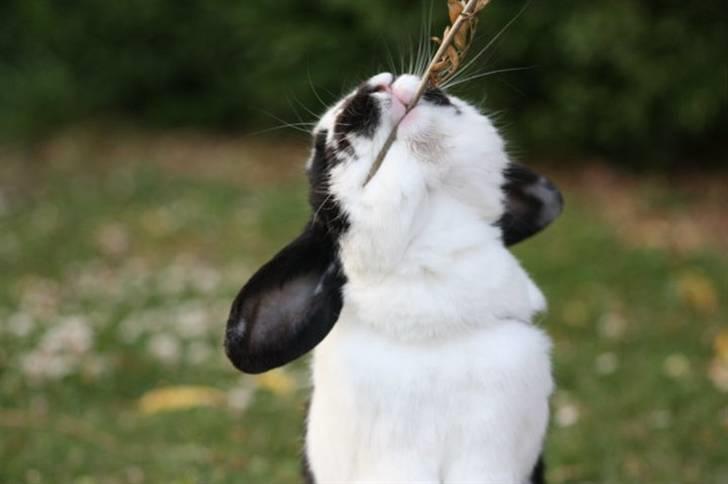 Kanin Toby Dværgkanin - slås lige med den gren her ok? Foto-Mie Alstrup billede 12