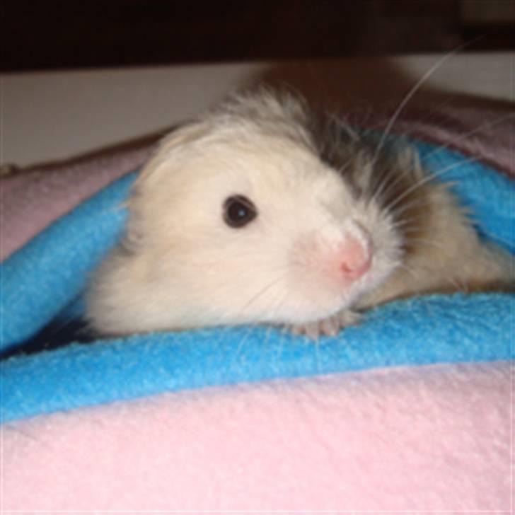 Hamster Bluebells Humle *Hammi* billede 12