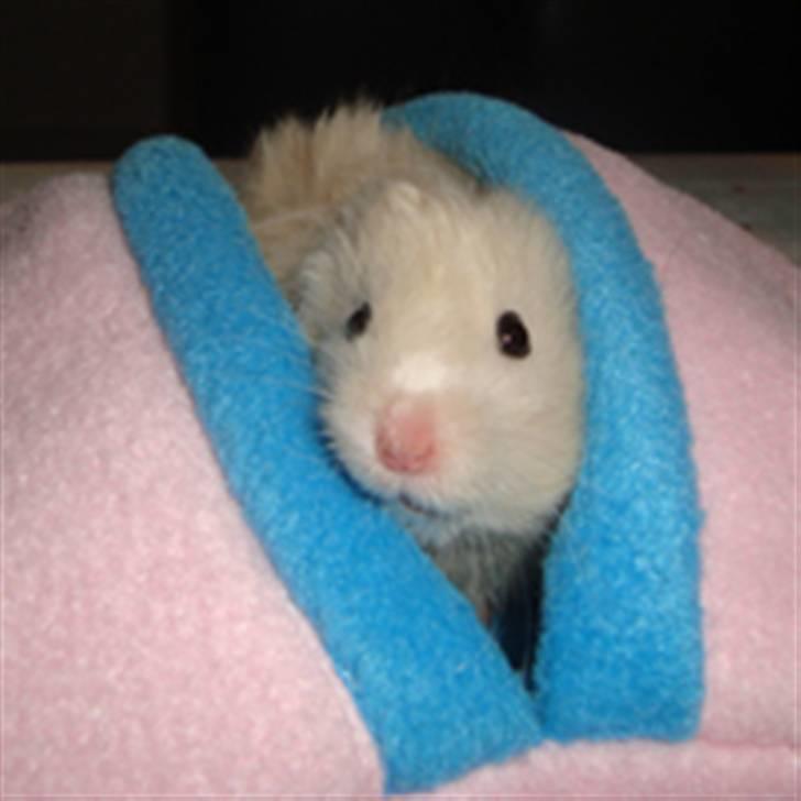 Hamster Bluebells Humle *Hammi* billede 13