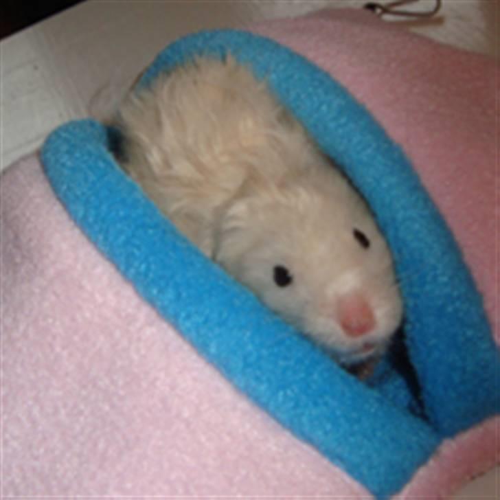 Hamster Bluebells Humle *Hammi* billede 14
