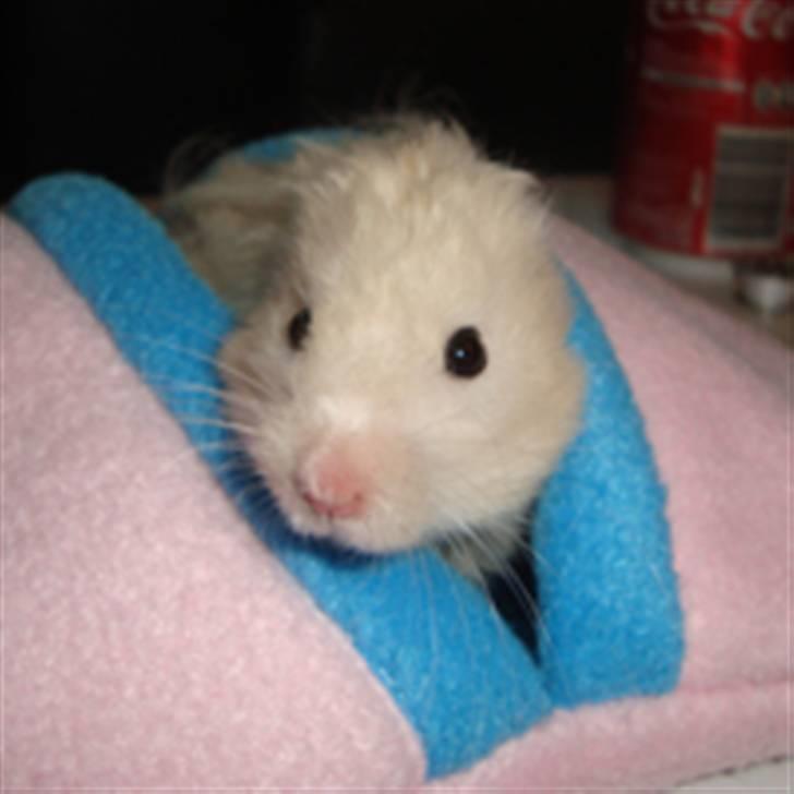Hamster Bluebells Humle *Hammi* billede 15