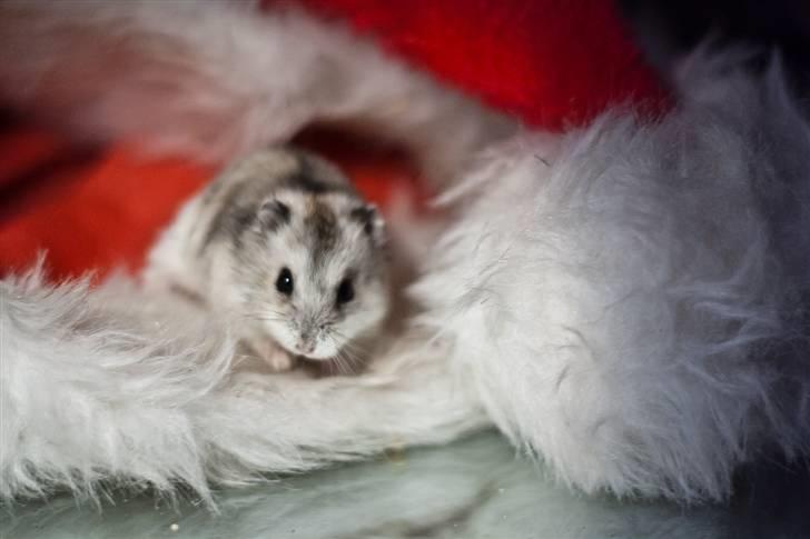 Dværghamster Ulrich the Hamster - "Vær Hilset!" billede 3