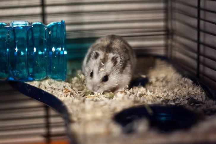 Dværghamster Ulrich the Hamster - "Jeg elsker mit savsmuld, det er dejligt!" billede 4