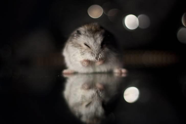 Dværghamster Ulrich the Hamster billede 9